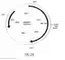 Fig. 29 - COMPOSITIONS AND METHODS FOR REVERSE TRANSCRIPTION OF NUCLEIC ACID MOLECULES