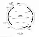 Fig. 34 - COMPOSITIONS AND METHODS FOR REVERSE TRANSCRIPTION OF NUCLEIC ACID MOLECULES