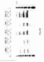 Fig. 40 - COMPOSITIONS AND METHODS FOR REVERSE TRANSCRIPTION OF NUCLEIC ACID MOLECULES