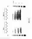 Fig. 41 - COMPOSITIONS AND METHODS FOR REVERSE TRANSCRIPTION OF NUCLEIC ACID MOLECULES
