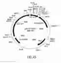 Fig. 45 - COMPOSITIONS AND METHODS FOR REVERSE TRANSCRIPTION OF NUCLEIC ACID MOLECULES