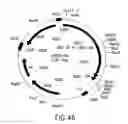 Fig. 46 - COMPOSITIONS AND METHODS FOR REVERSE TRANSCRIPTION OF NUCLEIC ACID MOLECULES