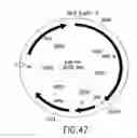 Fig. 47 - COMPOSITIONS AND METHODS FOR REVERSE TRANSCRIPTION OF NUCLEIC ACID MOLECULES