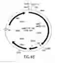 Fig. 48 - COMPOSITIONS AND METHODS FOR REVERSE TRANSCRIPTION OF NUCLEIC ACID MOLECULES
