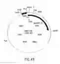 Fig. 49 - COMPOSITIONS AND METHODS FOR REVERSE TRANSCRIPTION OF NUCLEIC ACID MOLECULES