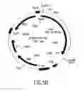 Fig. 50 - COMPOSITIONS AND METHODS FOR REVERSE TRANSCRIPTION OF NUCLEIC ACID MOLECULES