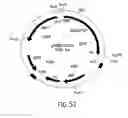 Fig. 52 - COMPOSITIONS AND METHODS FOR REVERSE TRANSCRIPTION OF NUCLEIC ACID MOLECULES