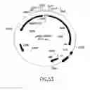 Fig. 53 - COMPOSITIONS AND METHODS FOR REVERSE TRANSCRIPTION OF NUCLEIC ACID MOLECULES