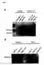 Fig. 04 - Method of Generating p° Cells