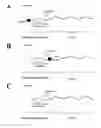 Fig. 01 - Detection primers for nucleic acid extension or amplification reactions