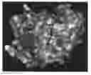 Fig. 01 - Method for Identifying an inhibitor of plasmidic classic C beta-lactamase having extended-substrate specifity