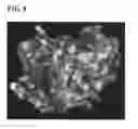 Fig. 09 - Method for Identifying an inhibitor of plasmidic classic C beta-lactamase having extended-substrate specifity