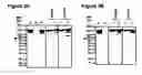 Fig. 06 - MODIFYING GLYCOPROTEIN PRODUCTION IN PLANS