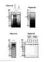 Fig. 07 - MODIFYING GLYCOPROTEIN PRODUCTION IN PLANS