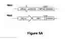 Fig. 08 - MODIFYING GLYCOPROTEIN PRODUCTION IN PLANS