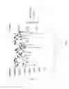 Fig. 07 - Expression vectors comprising the mCMV IE2 promoter