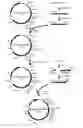 Fig. 01 - Recombinant microorganism capable of producing polylactate or polylactate copolymer from sucrose and method for producing polylactate or polylactate  copolymer from sucrose using the same