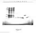 Fig. 08 - Engineered proteases for affinity purification and processing of fusion proteins