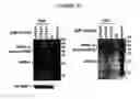 Fig. 07 - LINEAR DOUBLE-STRANDED RNA MOLECULE INTERFERING WITH DIFFERENT TARGET GENES