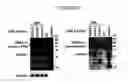 Fig. 09 - LINEAR DOUBLE-STRANDED RNA MOLECULE INTERFERING WITH DIFFERENT TARGET GENES