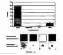 Fig. 09 - Methods of tissue generation and tissue engineered compositions