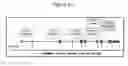 Fig. 03 - Genetic Association of Polymorphisms in Perilipin (PLIN) Gene With Resistance to Weight Loss