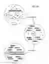 Fig. 46 - Methods of amplifying and sequencing nucleic acids