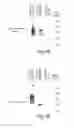 Fig. 05 - Multi-chain eukaryotic display vectors and uses thereof