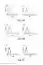 Fig. 07 - Multi-chain eukaryotic display vectors and uses thereof