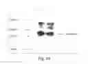 Fig. 15 - Multi-chain eukaryotic display vectors and uses thereof