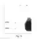 Fig. 18 - Multi-chain eukaryotic display vectors and uses thereof