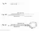 Fig. 07 - Methods for creating and identifying functional RNA interference elements
