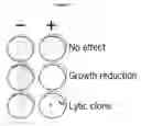 Fig. 03 - Methods for Identifying One or More Bioactive Genes