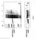 Fig. 08 - METHODS AND COMPOSITIONS FOR INCREASING MEMBRANE PERMEABILITY