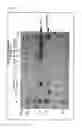 Fig. 08 - POLYETHYLENE GLYCOLATED LACTOFERRIN COMPLEX AND METHOD OF PRODUCING THE SAME