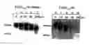 Fig. 01 - Use of proteolysis resistant active VEGF