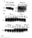Fig. 02 - Use of proteolysis resistant active VEGF