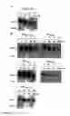 Fig. 03 - Use of proteolysis resistant active VEGF