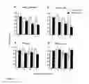Fig. 06 - Use of proteolysis resistant active VEGF