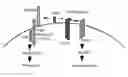 Fig. 01 - Cripto antagonism of activin and TGF-b signaling