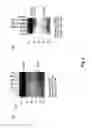 Fig. 04 - Cripto antagonism of activin and TGF-b signaling