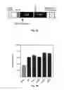 Fig. 06 - Cripto antagonism of activin and TGF-b signaling