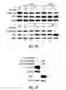 Fig. 12 - Targeting CDK4 and CDK6 in cancer therapy