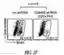 Fig. 13 - Targeting CDK4 and CDK6 in cancer therapy