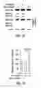 Fig. 43 - Targeting CDK4 and CDK6 in cancer therapy