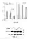 Fig. 44 - Targeting CDK4 and CDK6 in cancer therapy