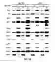 Fig. 45 - Targeting CDK4 and CDK6 in cancer therapy