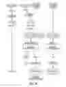 Fig. 46 - Targeting CDK4 and CDK6 in cancer therapy