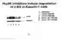 Fig. 06 - Triazone compounds that modulate HSP90 activity