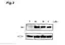 Fig. 03 - p27 protein inducer
